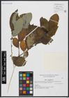Foto von Salix aegyptiaca L.